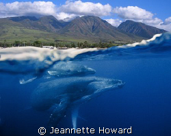The wonder of Maui ~ Above and Below by Jeannette Howard 